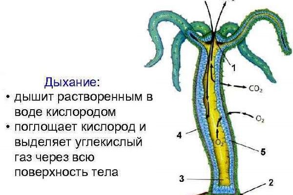 Кракен даркнет маркет ссылка сайт