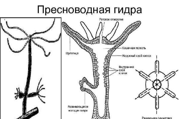 Омг через тор